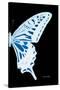 Miss Butterfly Xuthus - X Ray Right Black Edition-Philippe Hugonnard-Stretched Canvas