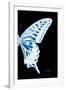 Miss Butterfly Xuthus - X Ray Right Black Edition-Philippe Hugonnard-Framed Photographic Print