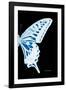 Miss Butterfly Xuthus - X Ray Right Black Edition-Philippe Hugonnard-Framed Photographic Print