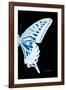 Miss Butterfly Xuthus - X Ray Right Black Edition-Philippe Hugonnard-Framed Photographic Print