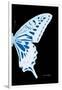 Miss Butterfly Xuthus - X Ray Right Black Edition-Philippe Hugonnard-Framed Photographic Print