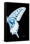 Miss Butterfly Xuthus - X Ray Right Black Edition-Philippe Hugonnard-Framed Stretched Canvas