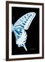 Miss Butterfly Xuthus - X Ray Right Black Edition-Philippe Hugonnard-Framed Photographic Print