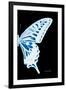 Miss Butterfly Xuthus - X Ray Right Black Edition-Philippe Hugonnard-Framed Photographic Print