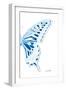 Miss Butterfly Xuthus - X Ray Right White Edition-Philippe Hugonnard-Framed Photographic Print