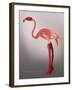 Miss Candycane-Fab Funky-Framed Art Print