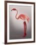 Miss Candycane-Fab Funky-Framed Art Print