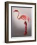 Miss Candycane-Fab Funky-Framed Art Print