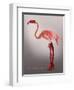 Miss Candycane-Fab Funky-Framed Art Print