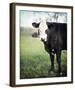 Miss Dixie-Elizabeth Kay-Framed Giclee Print