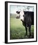 Miss Dixie-Elizabeth Kay-Framed Giclee Print