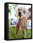 Miss Ellie Competes in World's Ugliest Dog Contest at Sonoma-Marin Fair in Petaluma, California-null-Framed Stretched Canvas