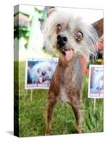 Miss Ellie Competes in World's Ugliest Dog Contest at Sonoma-Marin Fair in Petaluma, California-null-Stretched Canvas