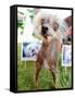 Miss Ellie Competes in World's Ugliest Dog Contest at Sonoma-Marin Fair in Petaluma, California-null-Framed Stretched Canvas