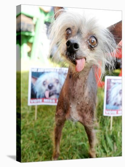 Miss Ellie Competes in World's Ugliest Dog Contest at Sonoma-Marin Fair in Petaluma, California-null-Stretched Canvas