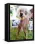 Miss Ellie Competes in World's Ugliest Dog Contest at Sonoma-Marin Fair in Petaluma, California-null-Framed Stretched Canvas