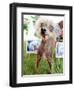 Miss Ellie Competes in World's Ugliest Dog Contest at Sonoma-Marin Fair in Petaluma, California-null-Framed Photographic Print