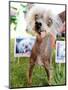 Miss Ellie Competes in World's Ugliest Dog Contest at Sonoma-Marin Fair in Petaluma, California-null-Mounted Photographic Print