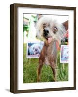 Miss Ellie Competes in World's Ugliest Dog Contest at Sonoma-Marin Fair in Petaluma, California-null-Framed Photographic Print