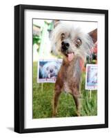 Miss Ellie Competes in World's Ugliest Dog Contest at Sonoma-Marin Fair in Petaluma, California-null-Framed Photographic Print