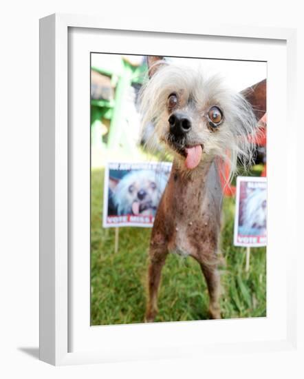 Miss Ellie Competes in World's Ugliest Dog Contest at Sonoma-Marin Fair in Petaluma, California-null-Framed Photographic Print