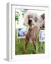 Miss Ellie Competes in World's Ugliest Dog Contest at Sonoma-Marin Fair in Petaluma, California-null-Framed Photographic Print