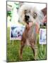 Miss Ellie Competes in World's Ugliest Dog Contest at Sonoma-Marin Fair in Petaluma, California-null-Mounted Photographic Print