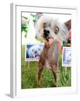 Miss Ellie Competes in World's Ugliest Dog Contest at Sonoma-Marin Fair in Petaluma, California-null-Framed Photographic Print