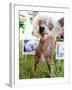 Miss Ellie Competes in World's Ugliest Dog Contest at Sonoma-Marin Fair in Petaluma, California-null-Framed Photographic Print