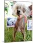 Miss Ellie Competes in World's Ugliest Dog Contest at Sonoma-Marin Fair in Petaluma, California-null-Mounted Photographic Print