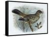 Missel Thrush, 19th Century-Henrik Gronvold-Framed Stretched Canvas