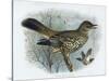 Missel Thrush, 19th Century-Henrik Gronvold-Stretched Canvas