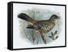 Missel Thrush, 19th Century-Henrik Gronvold-Framed Stretched Canvas