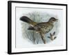 Missel Thrush, 19th Century-Henrik Gronvold-Framed Giclee Print