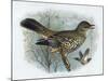 Missel Thrush, 19th Century-Henrik Gronvold-Mounted Giclee Print