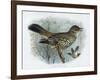 Missel Thrush, 19th Century-Henrik Gronvold-Framed Giclee Print