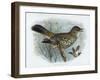 Missel Thrush, 19th Century-Henrik Gronvold-Framed Giclee Print