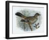 Missel Thrush, 19th Century-Henrik Gronvold-Framed Giclee Print