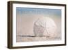 Mission Beach, California - Sand Dollar and Beach-Lantern Press-Framed Art Print