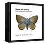 Mission Blue Butterfly (Icaricia Icarioides Missionensis), Insects-Encyclopaedia Britannica-Framed Stretched Canvas