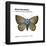 Mission Blue Butterfly (Icaricia Icarioides Missionensis), Insects-Encyclopaedia Britannica-Framed Poster
