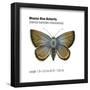 Mission Blue Butterfly (Icaricia Icarioides Missionensis), Insects-Encyclopaedia Britannica-Framed Poster