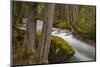 Mission Creek in Spring Near Saint Ignatius, Montana, Usa-Chuck Haney-Mounted Photographic Print