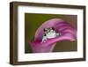 Mission golden-eyed tree frog or Milk frog, native to Amazon rainforests of South America-Adam Jones-Framed Photographic Print