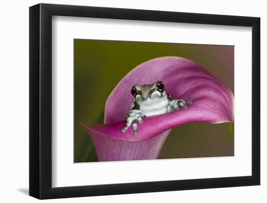 Mission golden-eyed tree frog or Milk frog, native to Amazon rainforests of South America-Adam Jones-Framed Photographic Print