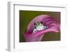 Mission golden-eyed tree frog or Milk frog, native to Amazon rainforests of South America-Adam Jones-Framed Photographic Print