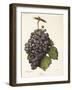 Mission Grape-A. Kreyder-Framed Giclee Print