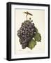 Mission Grape-A. Kreyder-Framed Giclee Print