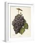 Mission Grape-A. Kreyder-Framed Giclee Print