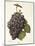 Mission Grape-A. Kreyder-Mounted Giclee Print